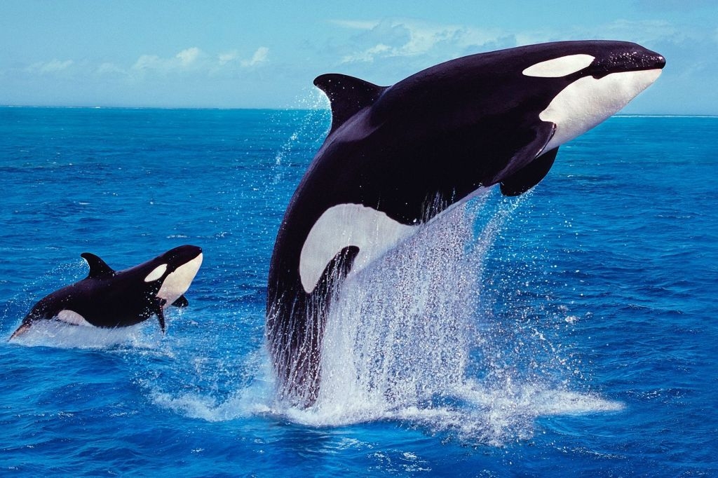 k1-orcas.jpg