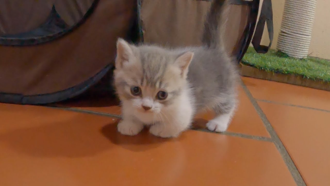 kittyyy.jpg