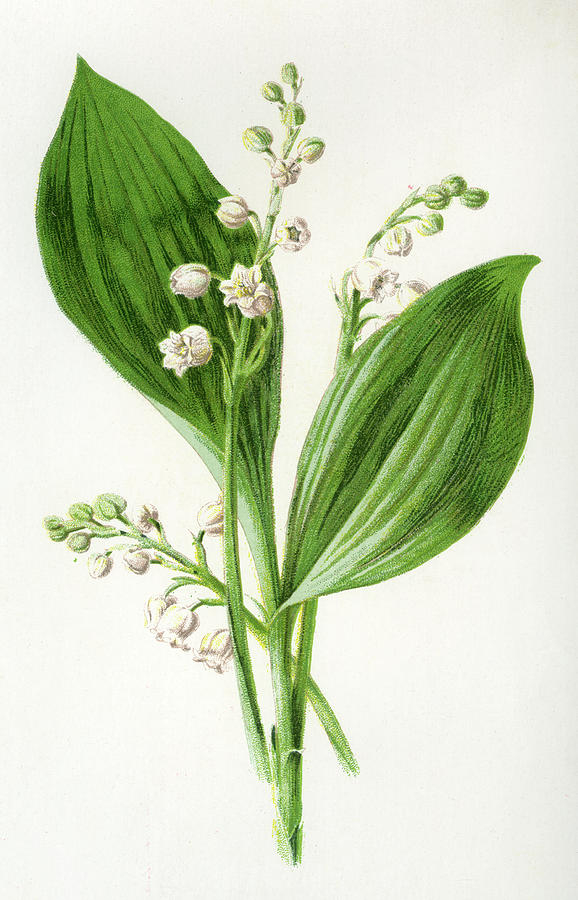 lily-of-the-valley-drawing-14.jpg