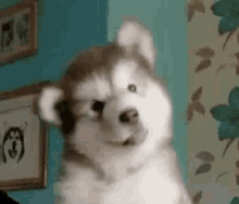 lol.gif