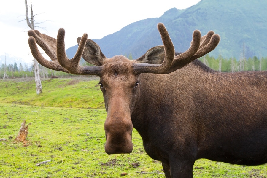 moose-face.jpg