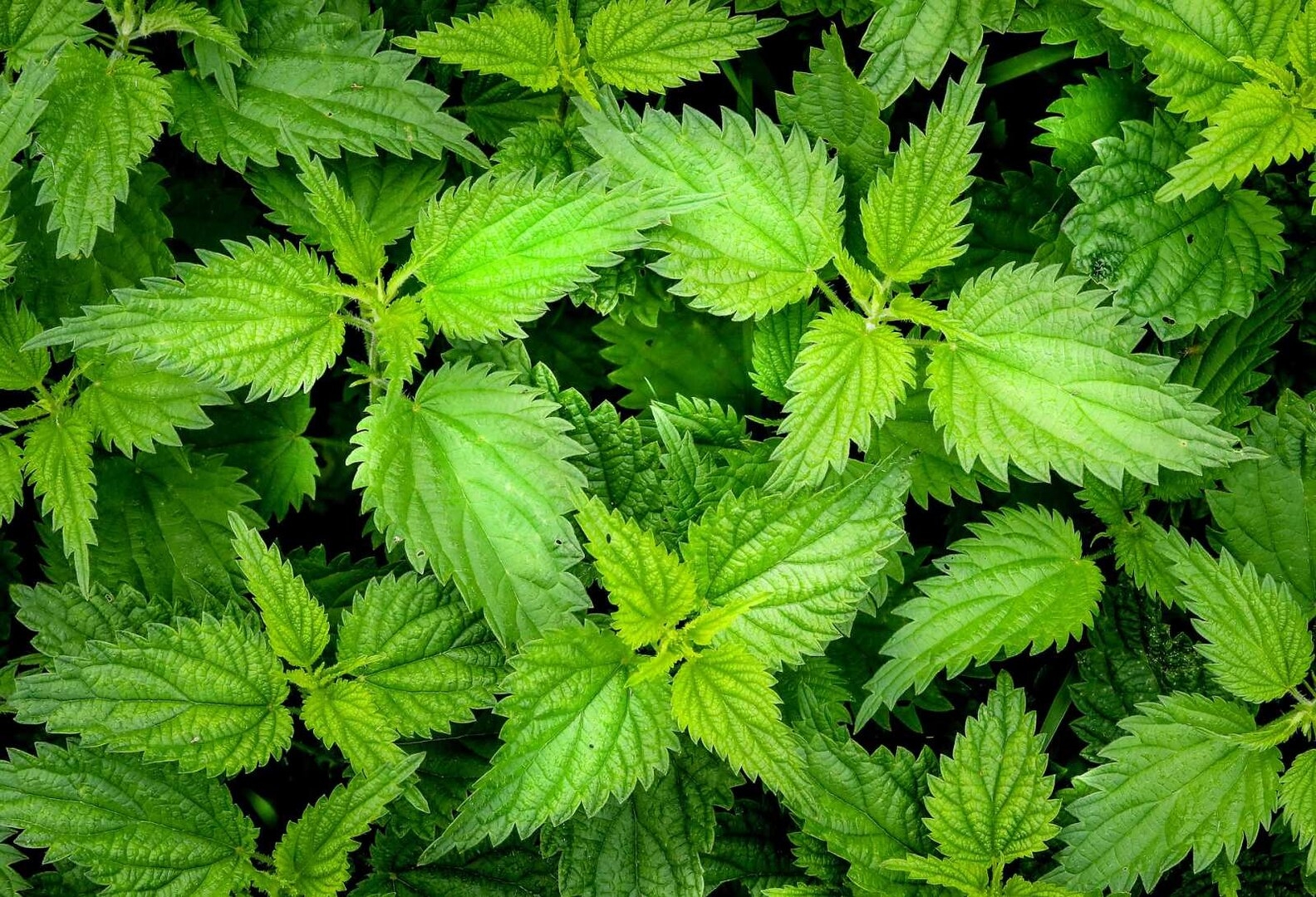 nettle-2564588_1920.jpg