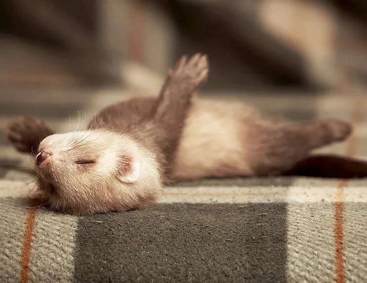 New-Ferret-Checklist-742x572.jpg.jpg