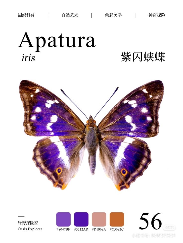 •Apatura (Iris)•  Butterfly.jpeg