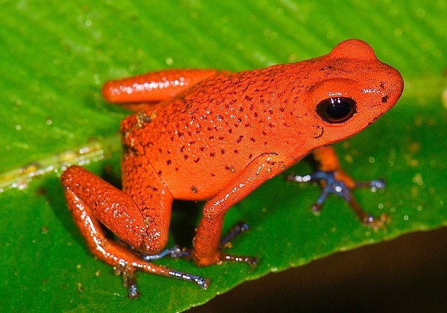 Oophaga_pumilio_(Strawberry_poision_frog)_(2532163201).jpg