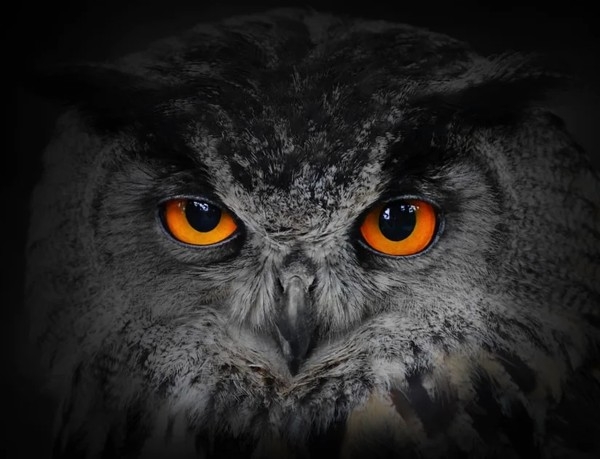 owls_as43647000-824x630.jpg