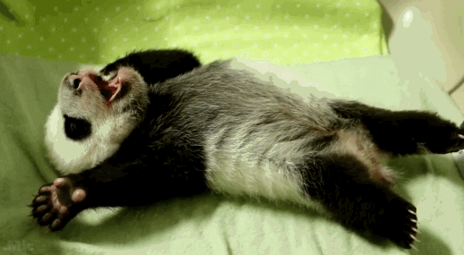 panda.gif