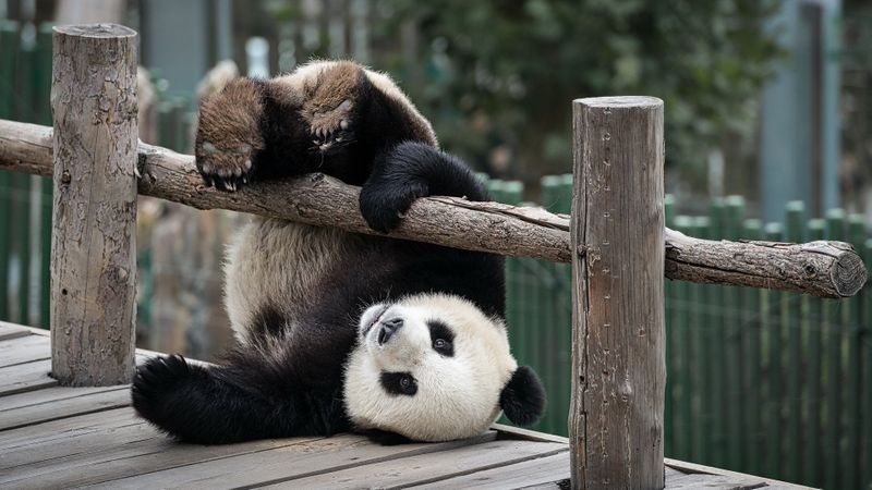 panda_1024x1024.jpg