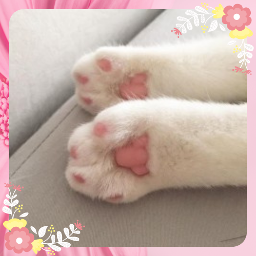 pawz dp.png