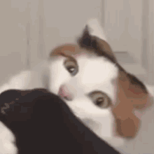 pet-fun-fun-pet.gif