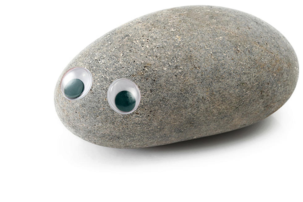 Pet-Rock-12.jpg