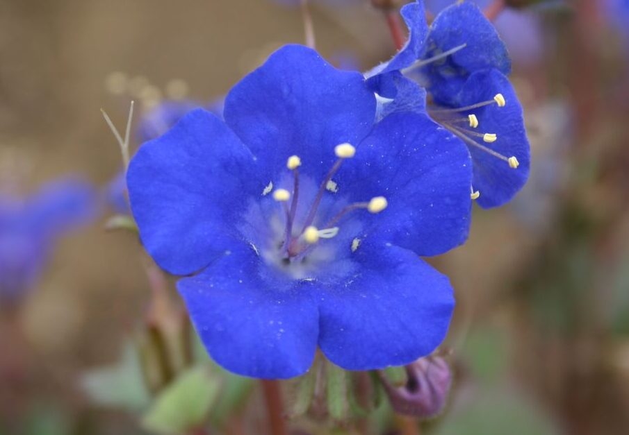 PhaceliaBluebellCalifornia01-e1683832058121.jpg