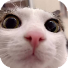 plink.png