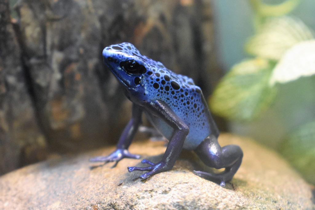 poison-dart-frog-barbie-freel-1024x683.jpg