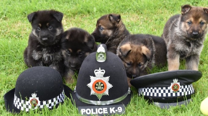 police_dogs_2.jpg