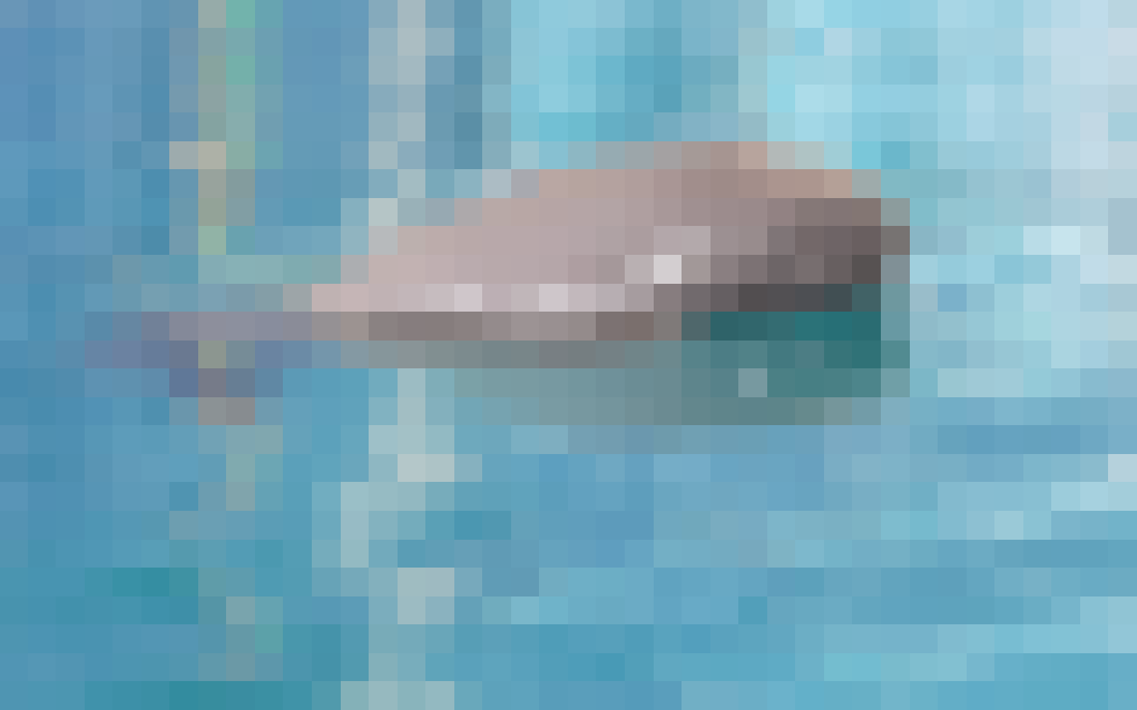 PorpoisePixel.png