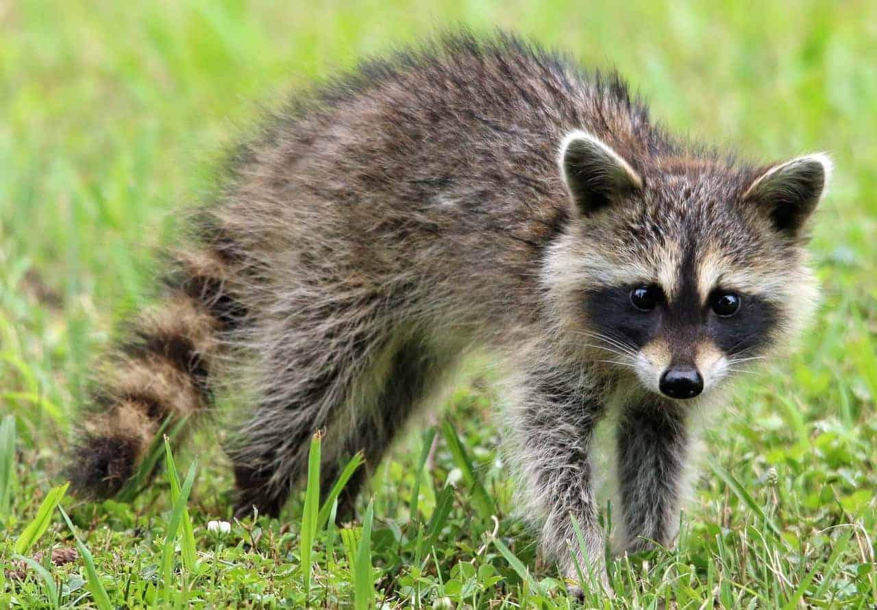 RaccoonClear.png