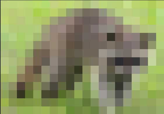 RaccoonPixel.png
