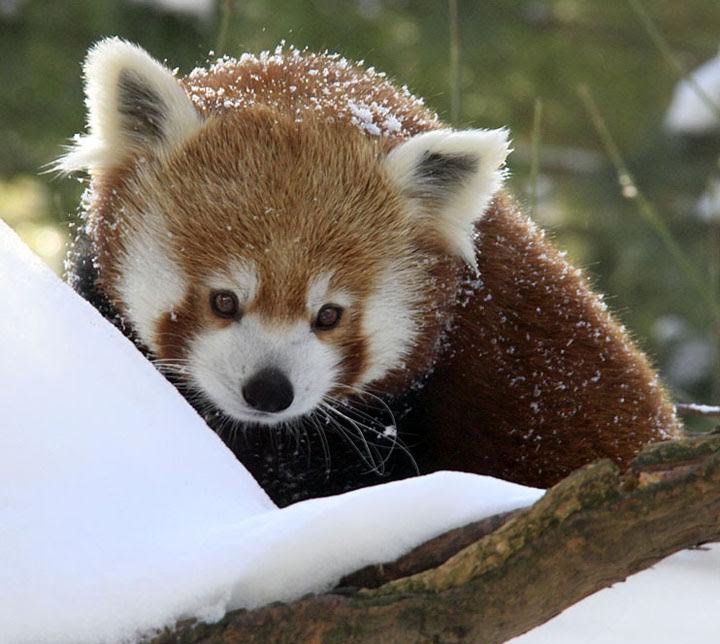 Red Panda in Snow.jpg