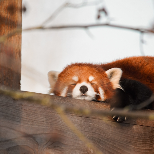 red-panda-sq.jpg