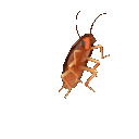 roach.gif