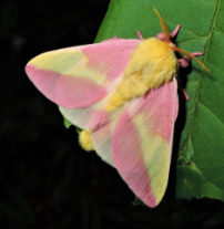 Rosy Maple Moth .png