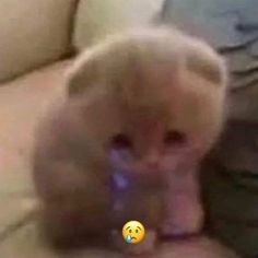 sadkitty.jpg