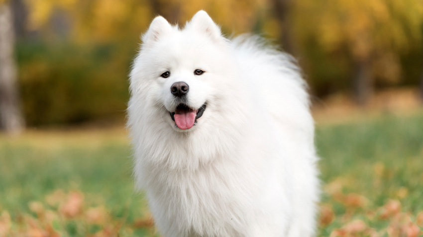 Samoyed850.jpg