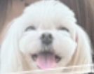 Screenshot 2024-07-18 at 10.42.37 AM.png
