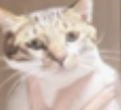 Screenshot 2024-07-18 at 10.42.51 AM.png