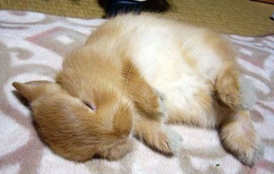 seepybunbun.jpg