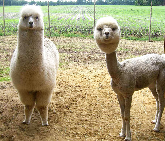shaved-alpacas19.jpg