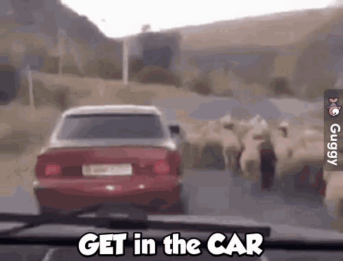 sheep-get-in-the-car.gif