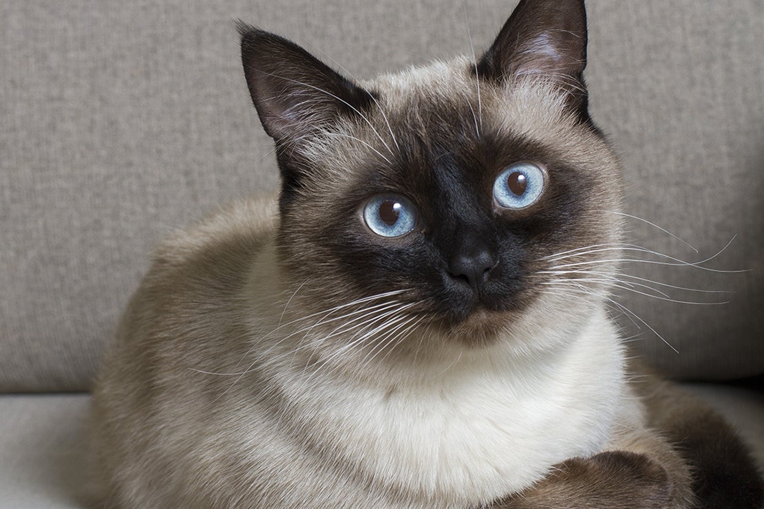 Siamese_cat_1110x740.jpg