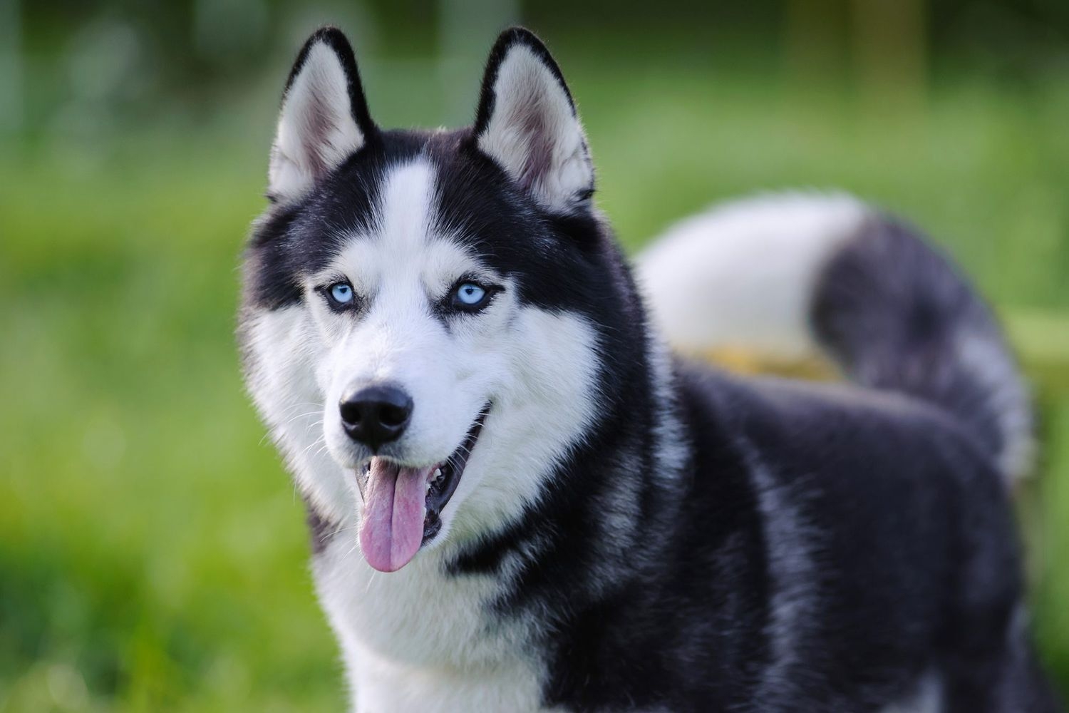 siberian-husky-100800827-2000-9449ca147e0e4b819bce5189c2411188.jpg