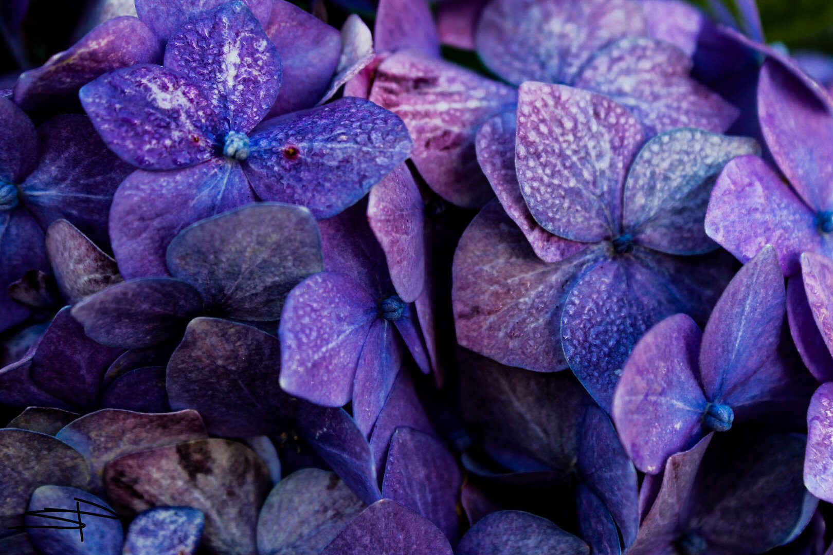 Simplicity (Flower).jpg