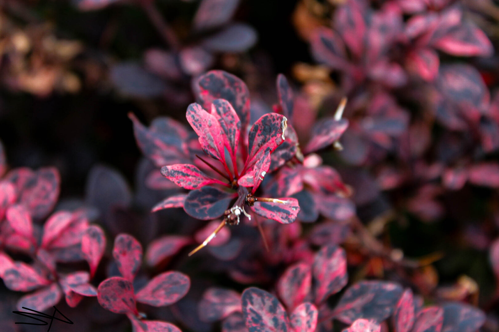 Simplicity (plant).jpg