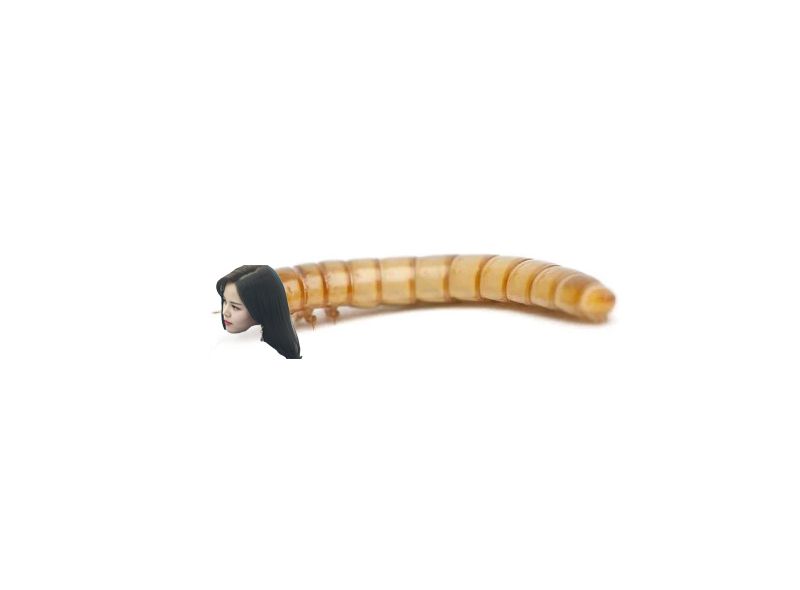 sorn worm.jpg