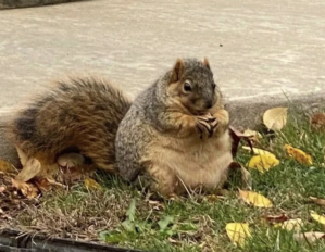 SQUIRREL.PNG