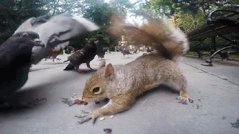 squirrelatk.gif