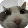stare 6.png