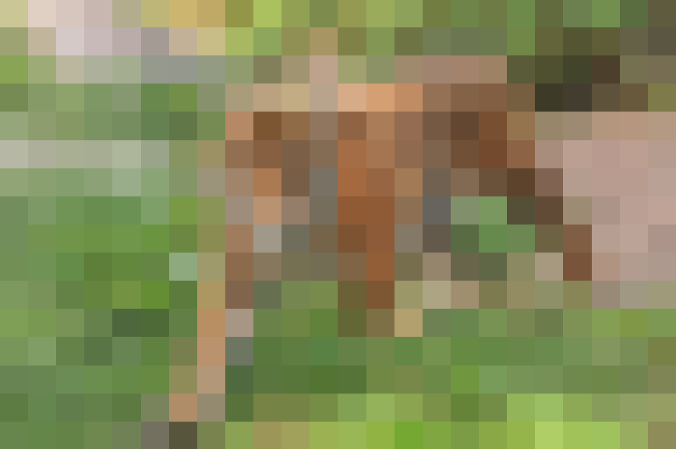 SundaPixel.png