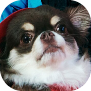taeildog.png