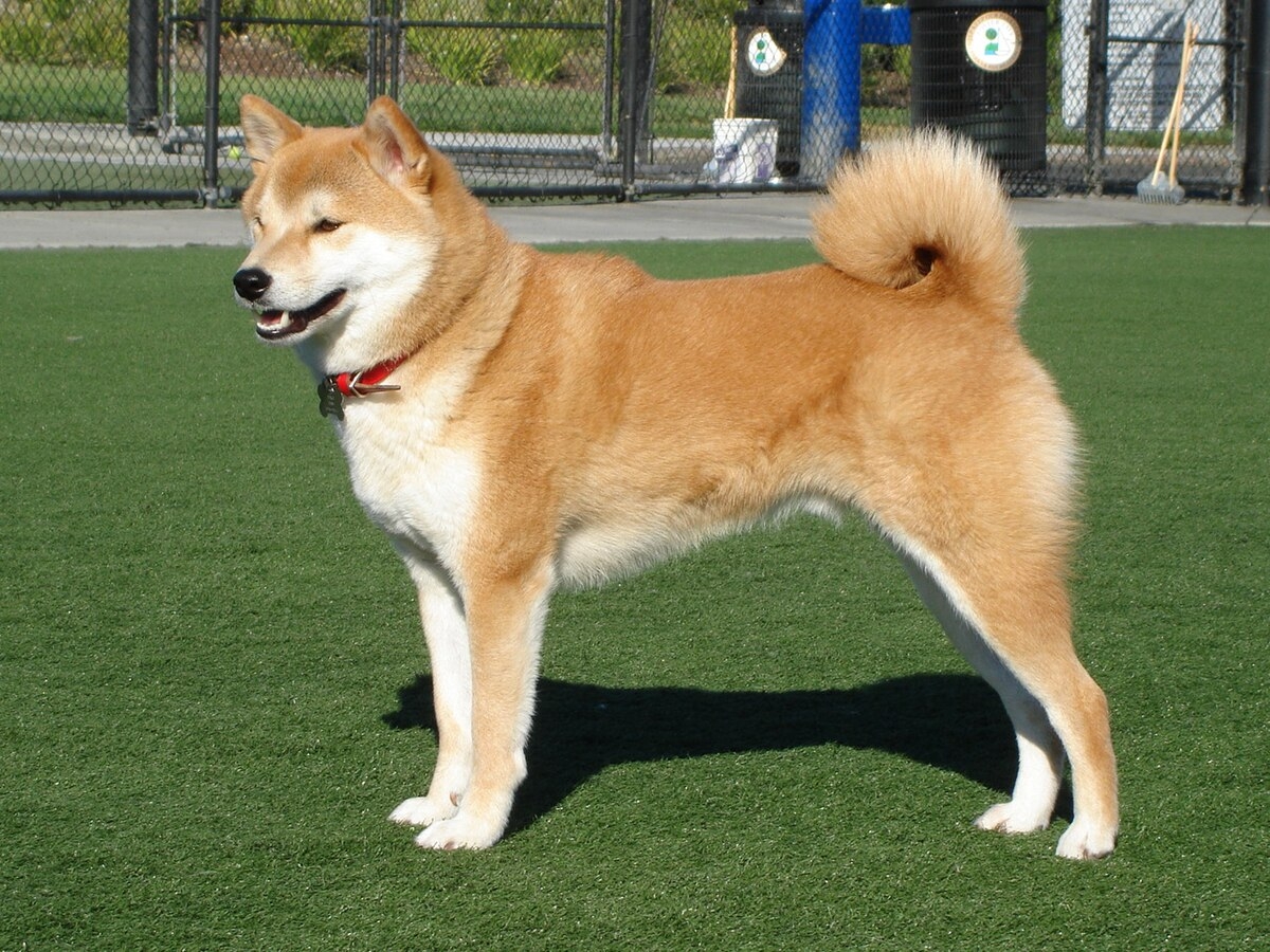 Taka_Shiba.jpg