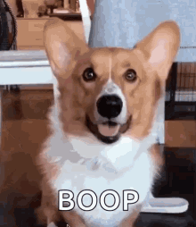 tenor (1).gif