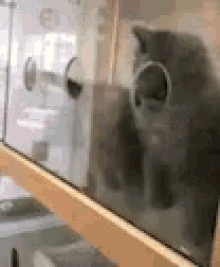 tenor.gif