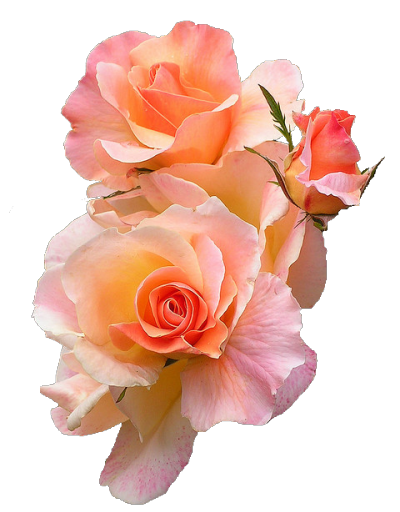 tumblr_mntc1psQad1qdx2gvo1_400.png