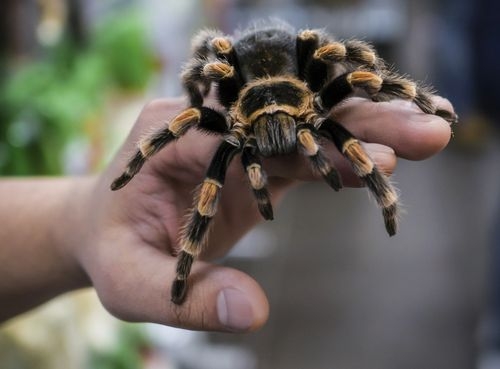 vogelspinne.jpg