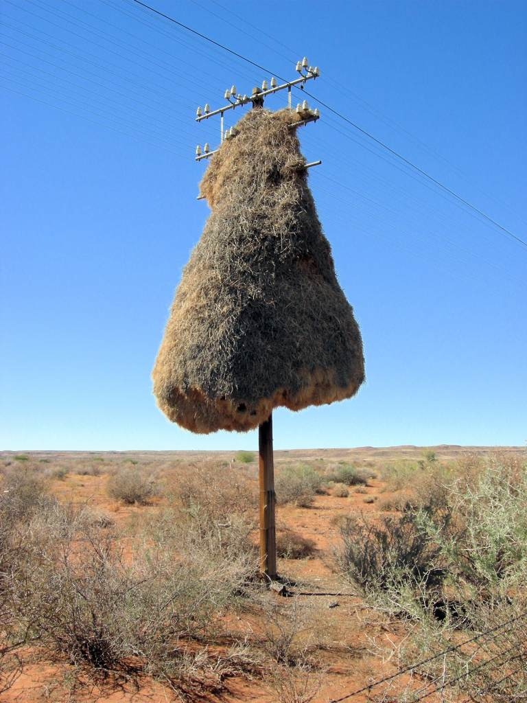Weaver_Birds_Nest-768x1024.jpeg