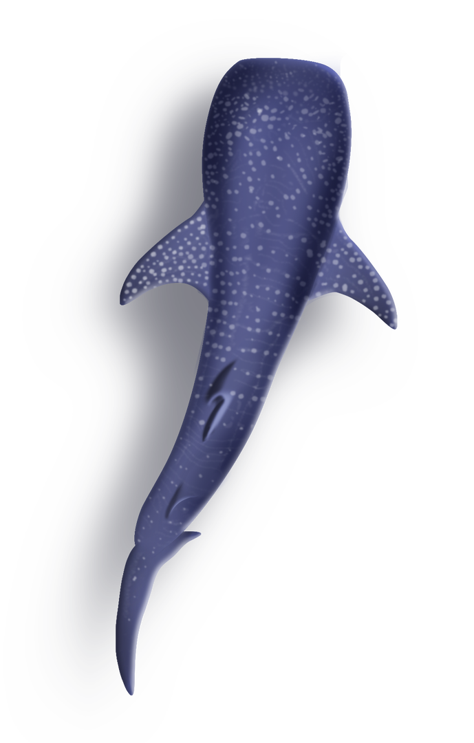 Whale Shark.png